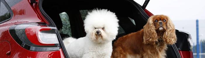 La MegaBox du nouveau Ford Puma, meilleure amie des chiens