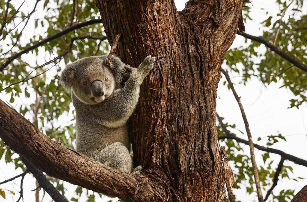 FINALISTES DES DEFENDER AWARDS : DE LA SAUVEGARDE DES OURS À LA PROTECTION DES OCÉANS